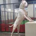 SAR 7000,  Looking For A Specific Dog Breed Or A Exotic Pet ?
