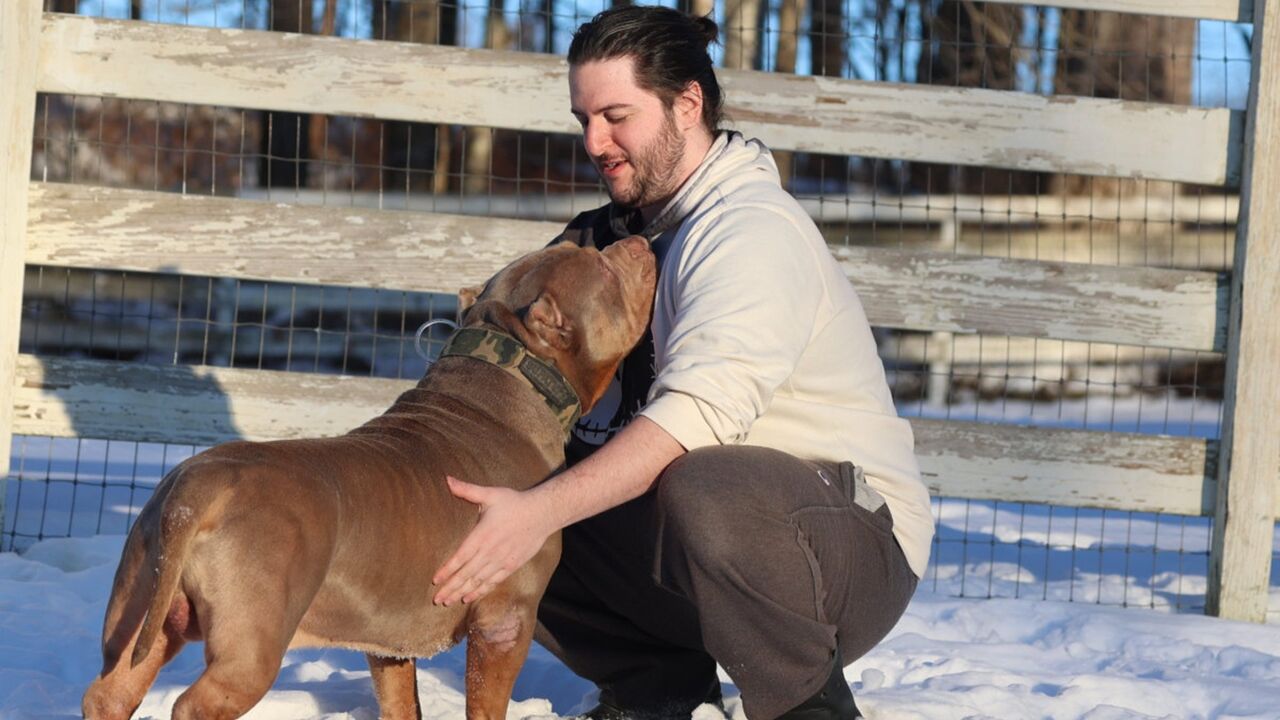 New York, Training, Training For Aggressive Dogs