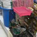 SAR 120,  Birds Cage - 2 Pcs