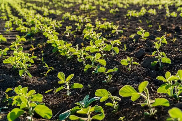 New York, Farm & Garden, USD 45,  Soybean Nutrition Weak? Buy Soybean Nutrients From Universal Microbes CA&mdash;Now