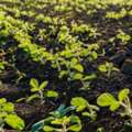 USD 45,  Soybean Nutrition Weak? Buy Soybean Nutrients From Universal Microbes CA&mdash;Now