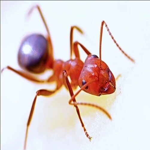 New York, Pest Control, Ants Control In Essex County, NJ | ALCO Animal & Pest Control