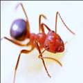 Ants Control In Essex County, NJ | ALCO Animal & Pest Control