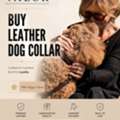Premium Leather Dog Collars For Everyday Comfort
