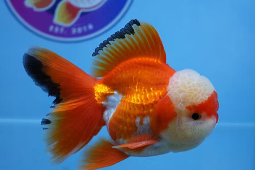 Austin, Pet Supplies, Best Fancy Goldfish In Austin