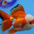 Best Fancy Goldfish In Austin