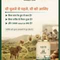 INR 5,  Satvik A2 Gir Cow Ghee 5ltr &ndash; Pure Bilona Ghee From Gujarat Farms |n