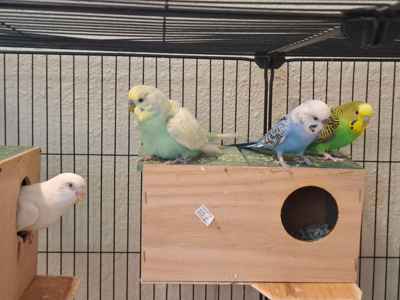 Khobar, Pet Supplies, SAR 500,  3 Budgies Pairs With Big Portable Cage And Accessories.