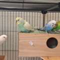 SAR 500,  3 Budgies Pairs With Big Portable Cage And Accessories.