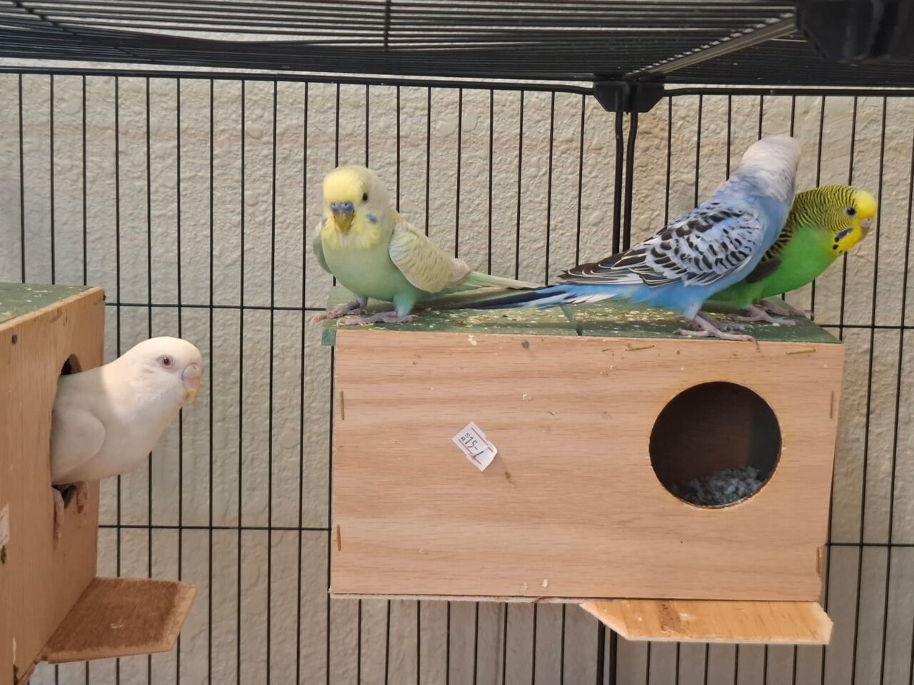 Khobar, Pet Supplies, SAR 500,  3 Budgies Pairs With Big Portable Cage And Accessories.