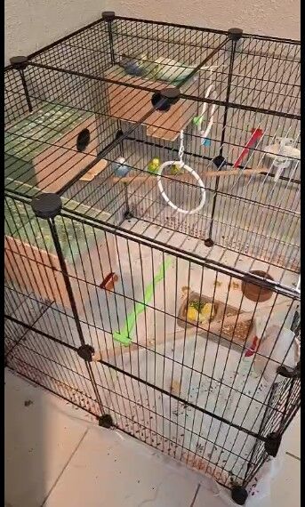 Khobar, Pet Supplies, SAR 500,  3 Budgies Pairs With Big Portable Cage And Accessories.