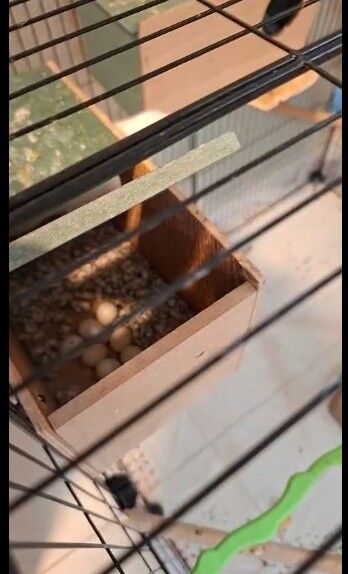 Khobar, Pet Supplies, SAR 500,  3 Budgies Pairs With Big Portable Cage And Accessories.