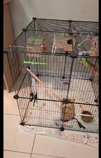 Khobar, Pet Supplies, SAR 500,  3 Budgies Pairs With Big Portable Cage And Accessories.
