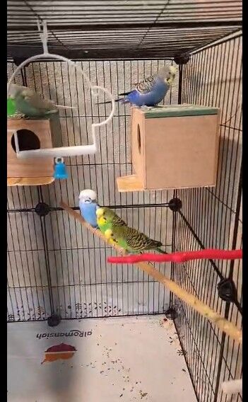 Khobar, Pet Supplies, SAR 500,  3 Budgies Pairs With Big Portable Cage And Accessories.