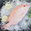 AED 60,  Buy Live Fish Online In Dubai | FishandGo