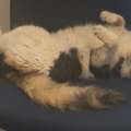Lovable Rescued Cat Sisters For Adoption