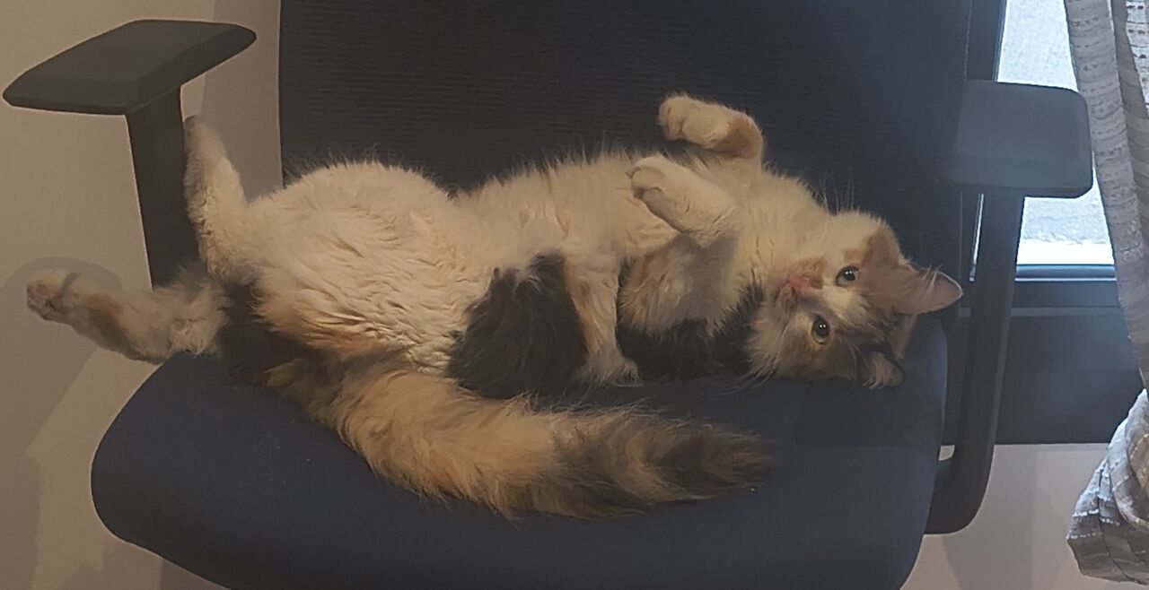Olaya, Pet Adoption, Lovable Rescued Cat Sisters For Adoption