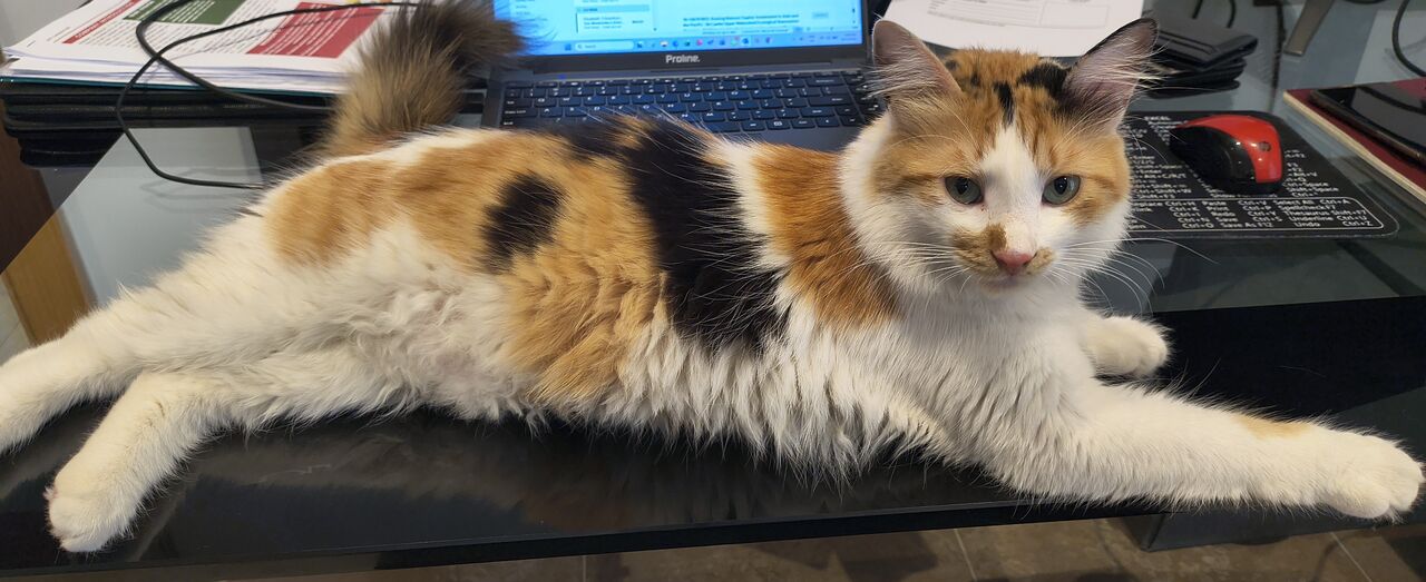 Olaya, Pet Adoption, Lovable Rescued Cat Sisters For Adoption