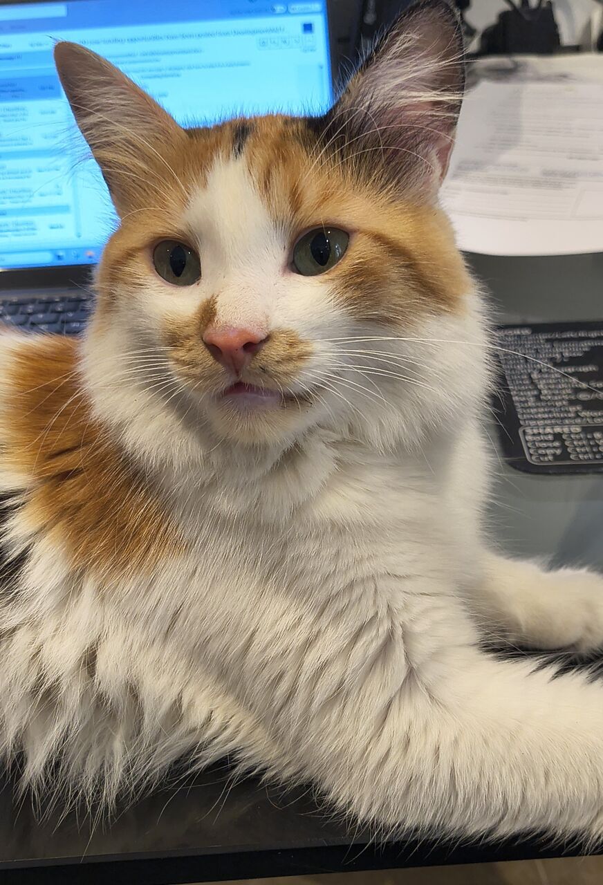 Olaya, Pet Adoption, Lovable Rescued Cat Sisters For Adoption