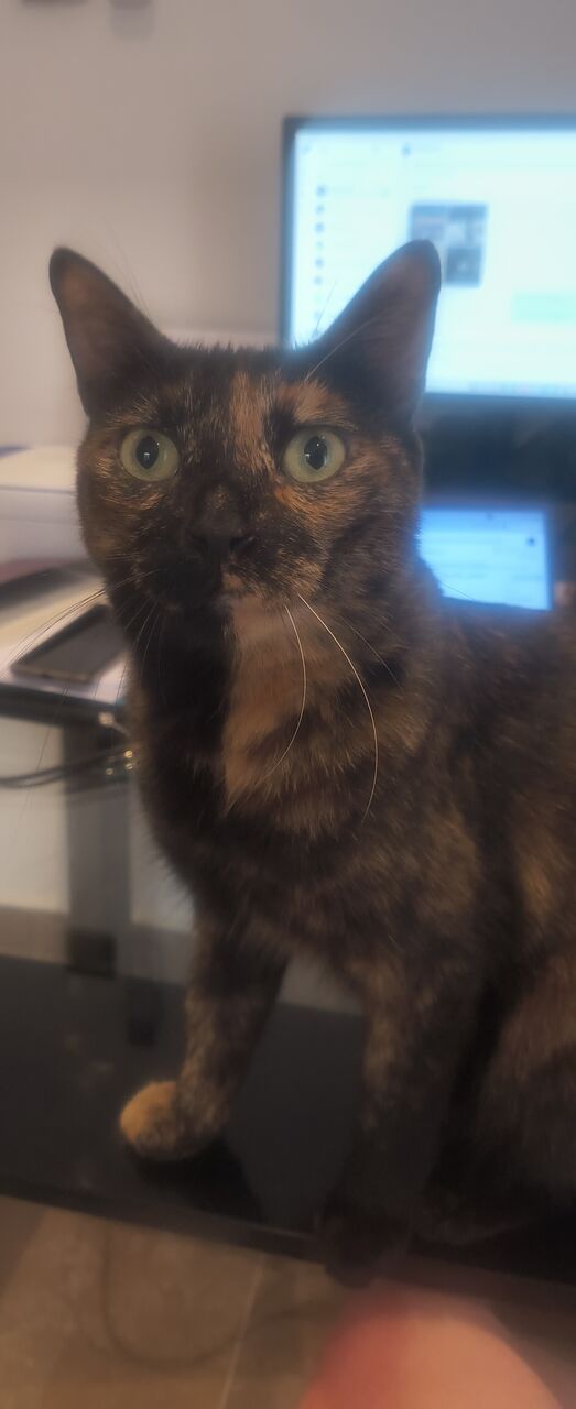 Olaya, Pet Adoption, Lovable Rescued Cat Sisters For Adoption