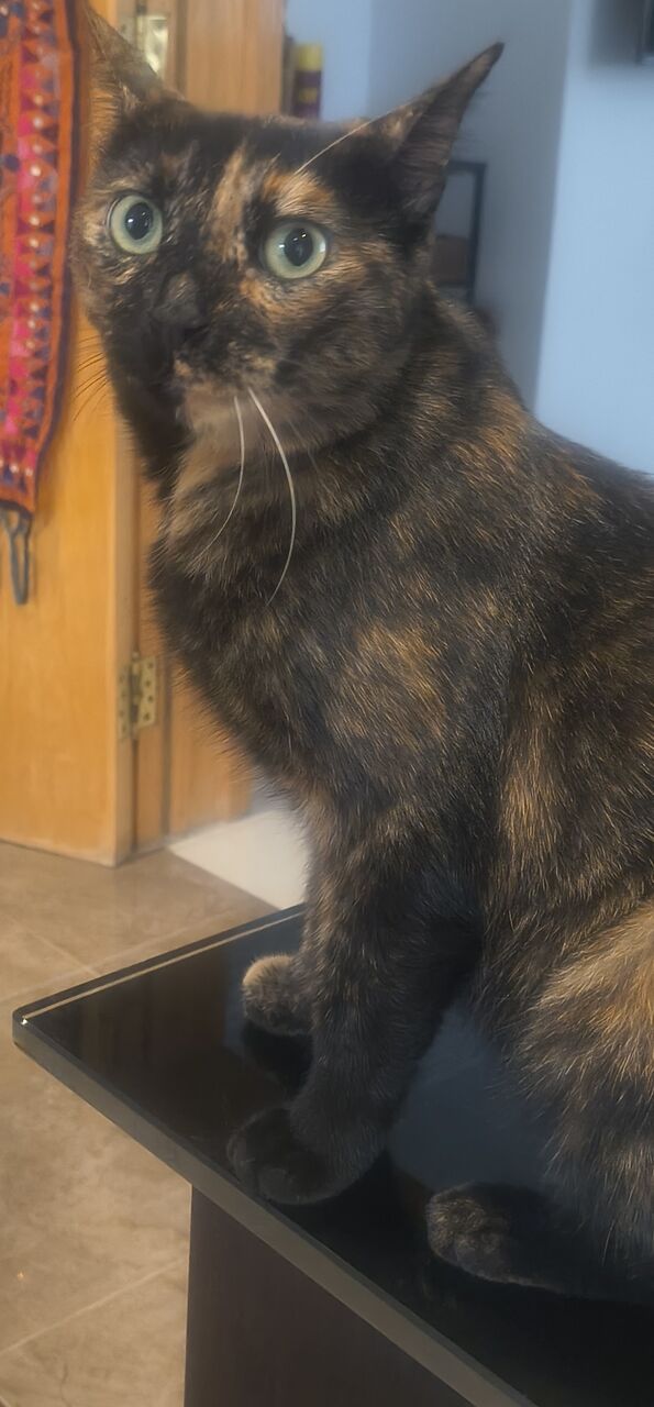 Olaya, Pet Adoption, Lovable Rescued Cat Sisters For Adoption