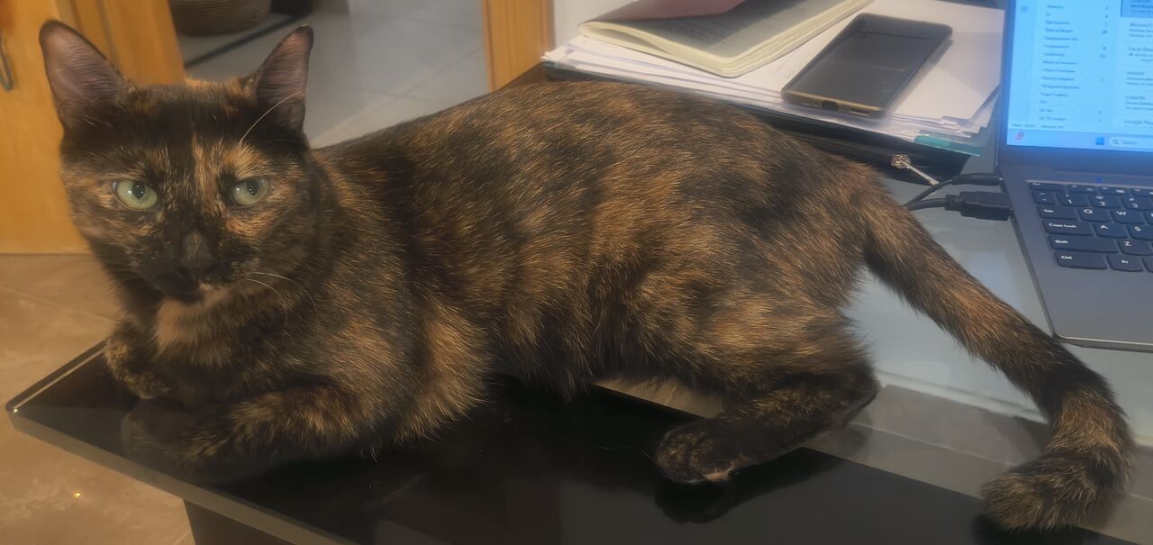 Olaya, Pet Adoption, Lovable Rescued Cat Sisters For Adoption
