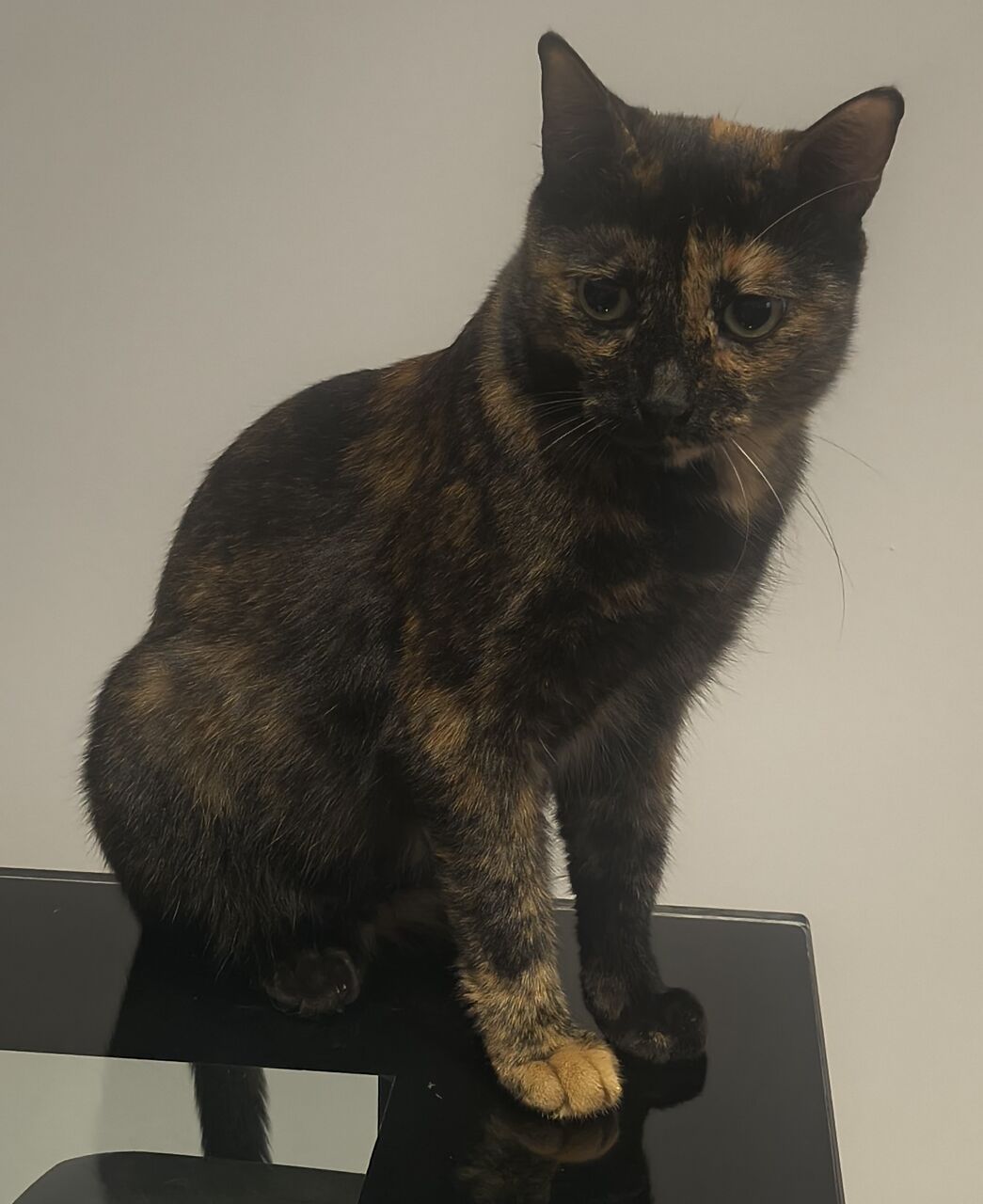 Olaya, Pet Adoption, Lovable Rescued Cat Sisters For Adoption
