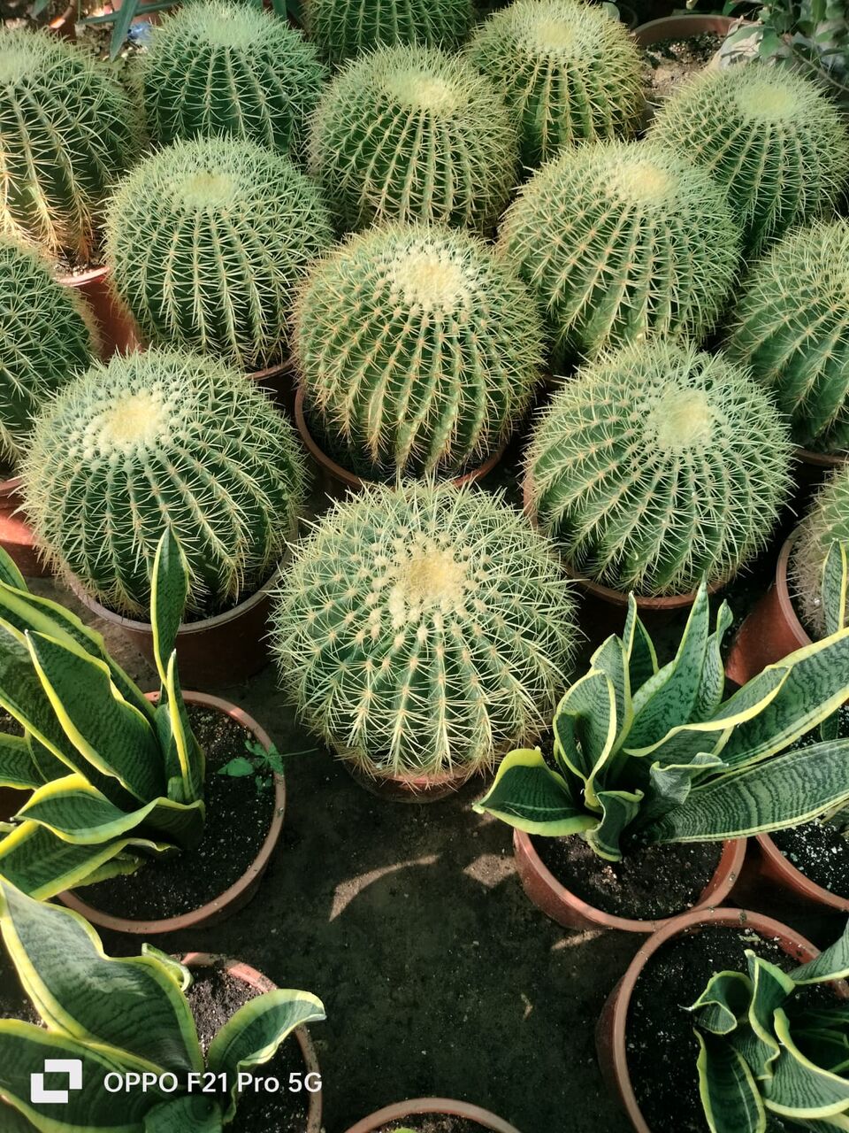 Riyadh, Farm/Garden, خدمات البستنة والعناية بالنباتات 🌿🌱/Professional Gardening & Plan