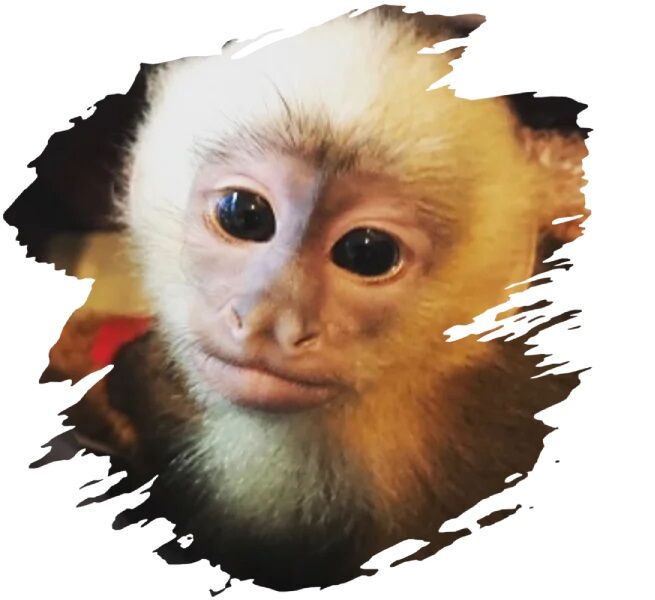Miami, Business, How Much Is It To Rent A Monkey And Elephant?