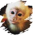 How Much Is It To Rent A Monkey And Elephant?