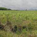 THB 4600000,  6 BR,  800 Sq. Feet,  Empty Land For Sale, Good Location, Area 2 Rai, Location Hin Lek Fai, Hua Hin, Near