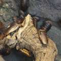 Emergency Pest Control Services | 844-817-0084