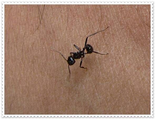 Austin, Pest Control, Emergency Pest Control Services | 844-817-0084
