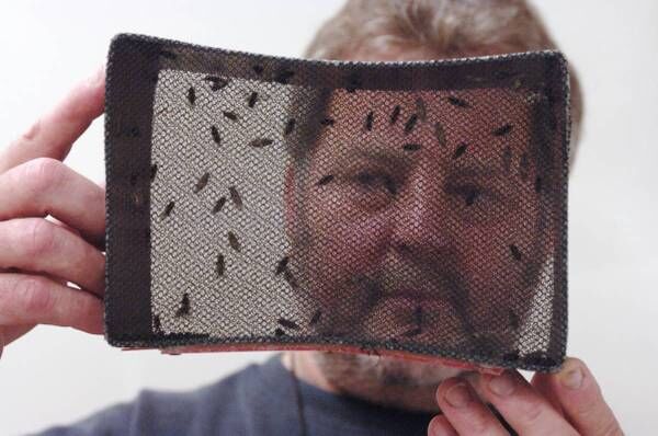 Austin, Pest Control, Emergency Pest Control Services | 844-817-0084
