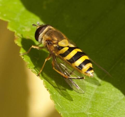 Austin, Pest Control, Emergency Pest Control Services | 844-817-0084