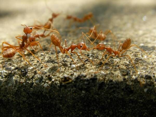 Austin, Pest Control, Emergency Pest Control Services | 844-817-0084