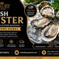 Fresh Oyster | Oyster Seafood | Oysters Dubai