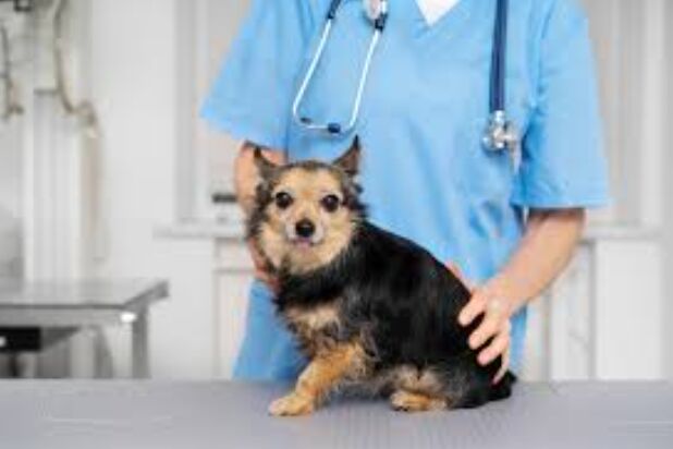 Toronto, Health, Trusted Pet Care Veterinarians For Your Pet&rsquo;s Health