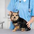 Trusted Pet Care Veterinarians For Your Pet&rsquo;s Health