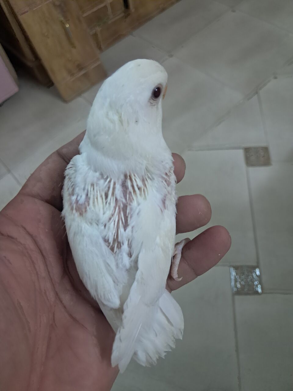 Al Iskan, Pet Supplies, SAR 250,  Hand Tame Baby