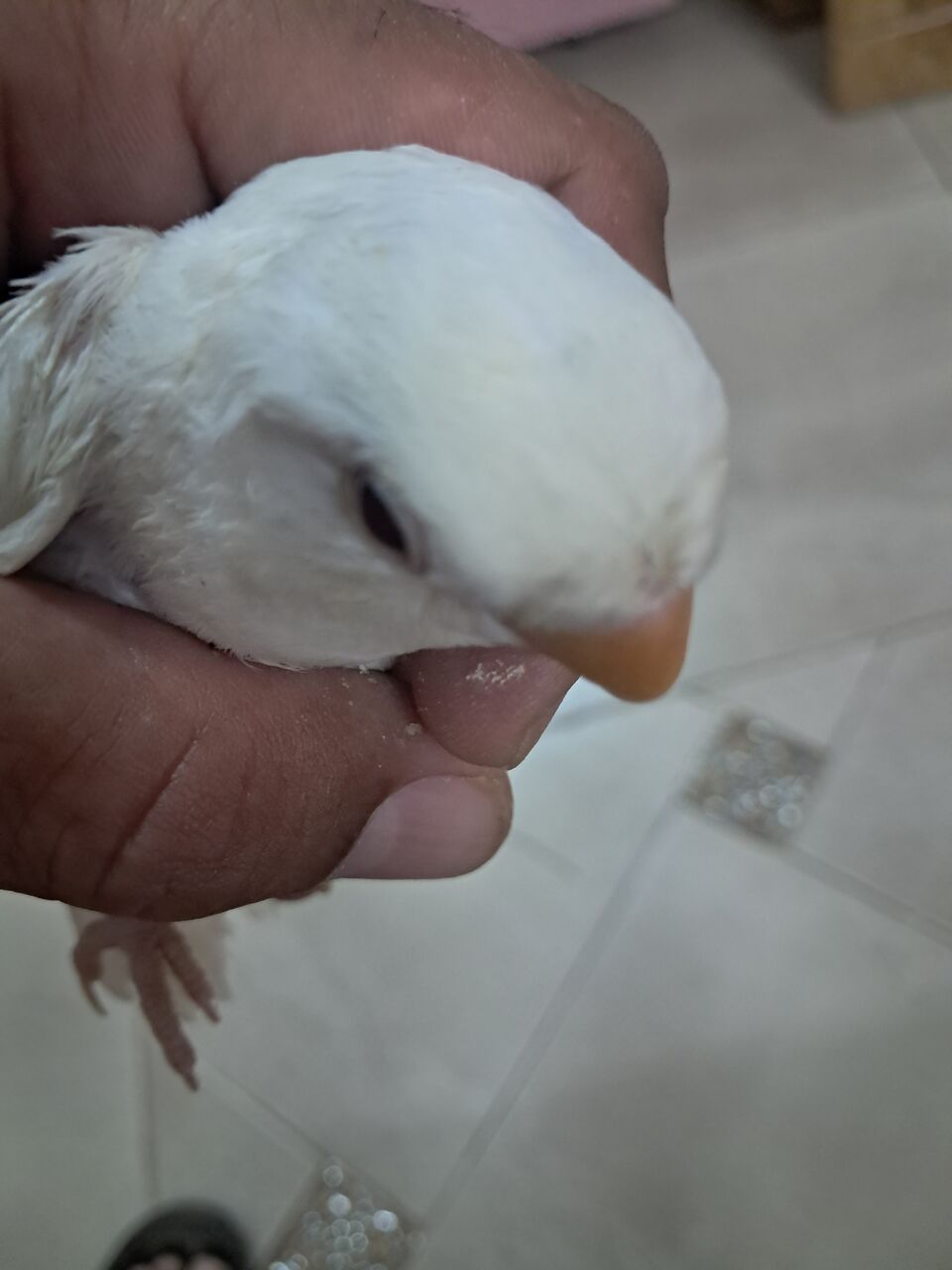 Al Iskan, Pet Supplies, SAR 250,  Hand Tame Baby