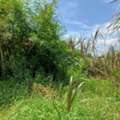 THB 8910000,  6 BR,  198 Sq. Feet,  Land For Sale, Good Location, 198 Sq M., Sukhumvit 107, Bearing 58, Intersection 6,