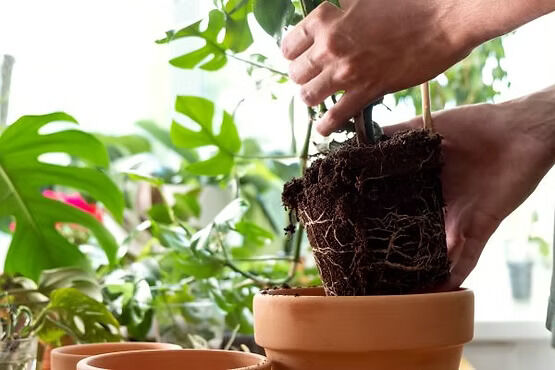 London, Farm & Garden, GBP 50,  Poor Root Formation? Try Rooting Hormone Powder For Better Starts &ndash; Shop Now