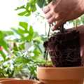 GBP 50,  Poor Root Formation? Try Rooting Hormone Powder For Better Starts &ndash; Shop Now