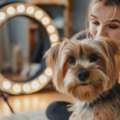 Professional Dog Grooming Services For Happy Pets
