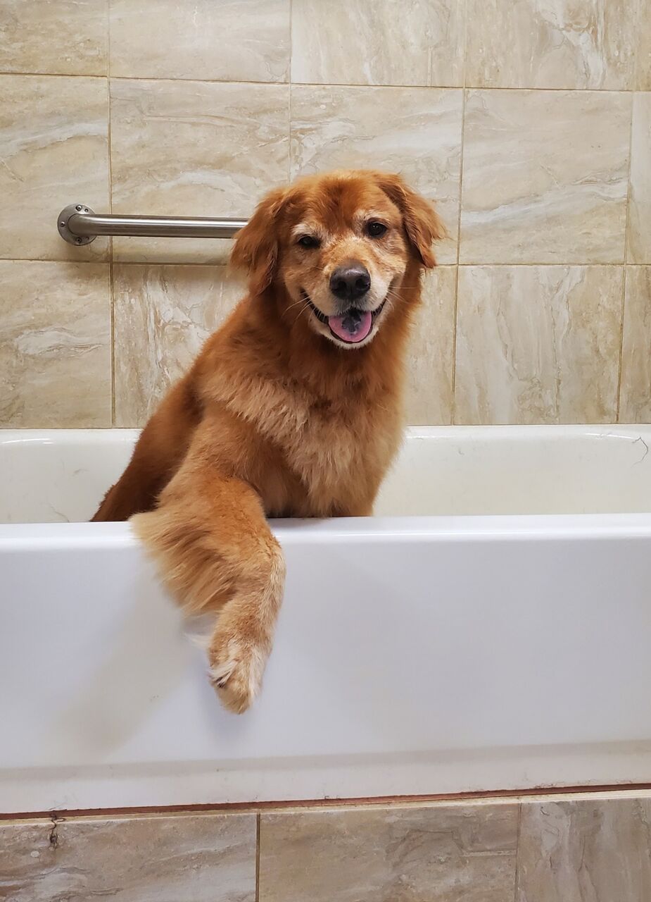 New York, Pet Sitting, Dog Boarding Prices | Comfortable Suites At A Great Value