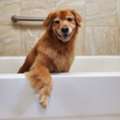 Dog Boarding Prices | Comfortable Suites At A Great Value