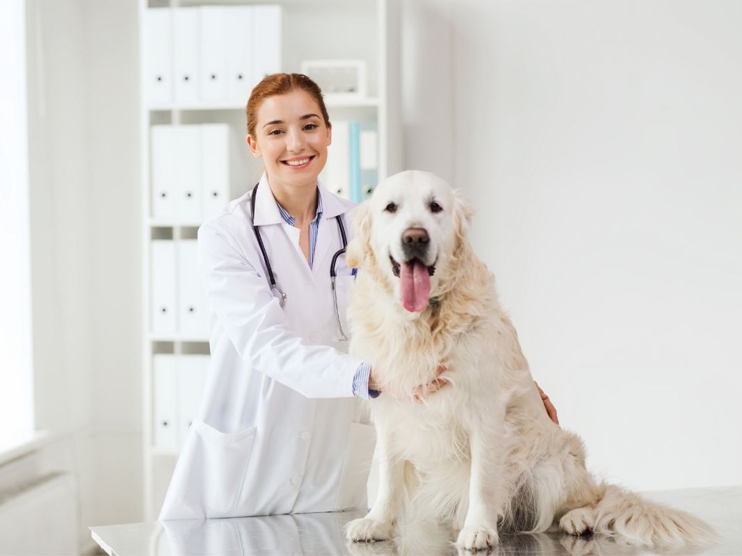 New York, Business, Professional Dog Grooming In Naples