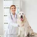 Professional Dog Grooming In Naples