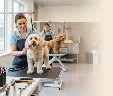 New York, Business, Best Dog Groomer In Naples
